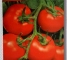 Насіння помідор Опера F1- 20 насінин -Антарія - изображение1