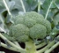 Насіння капусти броколі Монако F1 - 50 насінин - изображение1