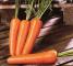 Насіння моркви Шантане Ред Коред - 2 грами - изображение 5