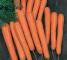 Насіння моркви Нантес Стронг Топ - 25 грам - изображение 1