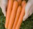 Насіння моркви Нантес Стронг Топ - 25 грам - изображение 4