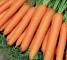 Насіння моркви Нантес 2 Тіто - 25 грам - изображение 3