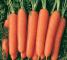 Насіння моркви Нантес 2 Тіто - 25 грам - изображение 5