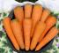 Насіння моркви Шантане Нова Курода - 25 грам - изображение 1
