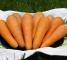 Насіння моркви Шантане Нова Курода - 25 грам - изображение 2