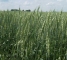 Семена яровой пшеницы сорт Элегия Мироновская -1репр -биг-бег-1т - изображение3