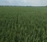 Семена яровой пшеницы сорт Элегия Мироновская -1репр -биг-бег-1т - изображение2