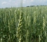 Семена яровой пшеницы сорт Элегия Мироновская -1репр -биг-бег-1т - изображение1