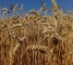 Семена яровой пшеницы сорт Элегия Мироновская -1репр -биг-бег-1т - изображение4