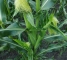 Семена сахарной кукурузы Драйвер F1 - 3000 семян -изображение 14