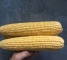 Семена сахарной кукурузы Драйвер F1 - 3000 семян -изображение 12