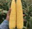 Семена сахарной кукурузы Драйвер F1 - 3000 семян -изображение 7