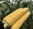 Семена сахарной кукурузы Драйвер F1 - 3000 семян -изображение 2