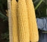 Насіння цукрової кукурудзи Драйвер F1 - 3000 насінин -изображение 3