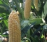 Насіння цукрової кукурудзи Драйвер F1 - 3000 насінин -изображение 8