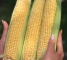 Насіння цукрової кукурудзи Драйвер F1 - 50тис.насінин -изображение 6