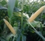 Насіння цукрової кукурудзи Драйвер F1 - 50тис.насінин -изображение 14