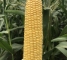 Насіння цукрової кукурудзи Драйвер F1 - 50тис.насінин -изображение 2