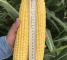 Насіння цукрової кукурудзи Драйвер F1 - 50тис.насінин -изображение 8