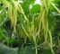 Семена спаржевой фасоли Карсон (жёлтой) -7 грамм - изображение3