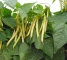 Семена спаржевой фасоли Карсон (жёлтой) -7 грамм - изображение4
