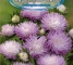 Семена Астры Джувел лилово розовой -0,25 грамм -Антария - изображение1