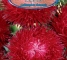 Семена Астры Джувел кроваво-красной -0,25 грамм -Антария - изображение1