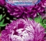 Семена Астры Пеонин Виолет Турм -0,25 грамм -Антария - изображение1