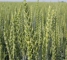 Насіння пшениці озимої Богемія, 1 репр -1 тонна - изображение1