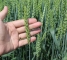 Насіння пшениці озимої Богемія, 1 репр -1 тонна - изображение3