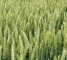 Семена озимой пшеницы Колониа -1 репр -биг-бег 1 тонна - изображение1