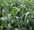 Насіння озимої пшениці Дарунок Поділля -еліта -мішок 50кг - изображение2
