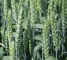 Семена озимой пшеницы Кубус -1 репр -биг-бег 1 тонна - изображение1