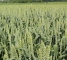 Семена озимой пшеницы Кубус -1 репр -биг-бег 1 тонна - изображение3
