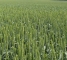 Семена озимой пшеницы Кубус -1 репр -биг-бег 1 тонна - изображение4
