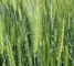 Насіння озимої пшениці Лісова Пісня -1 репр -біг-бег 1 тонна - изображение2