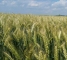 Семена озимой пшеницы Лесная Песня -1 репр -биг-бег 1 тонна - изображение3