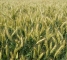 Насіння озимої пшениці Лісова Пісня -1 репр -біг-бег 1 тонна - изображение4