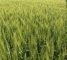 Семена озимой пшеницы Лесная Песня -1 репр -биг-бег 1 тонна - изображение5