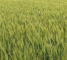 Насіння озимої пшениці Лісова Пісня -1 репр -біг-бег 1 тонна - изображение6