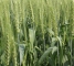 Семена озимой пшеницы Краевид -элита -биг-бег 1 тонна - изображение2