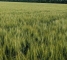 Семена озимой пшеницы Краевид -элита -биг-бег 1 тонна - изображение4