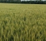 Семена озимой пшеницы Краевид -элита -биг-бег 1 тонна - изображение5