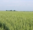 Семена озимой пшеницы Краевид -элита -биг-бег 1 тонна - изображение6