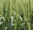 Семена озимой пшеницы Краевид -элита -биг-бег 1 тонна - изображение1
