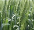 Семена озимой пшеницы Краевид -элита -мешок 50кг - изображение3
