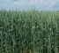 Насіння ярової пшениці сорт Сімкода Миронівська -1репр -біг-бег-1т - изображение2