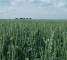 Насіння ярової пшениці сорт Сімкода Миронівська -1репр -біг-бег-1т - изображение3