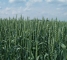 Насіння ярової пшениці сорт Сімкода Миронівська -1репр -біг-бег-1т - изображение1