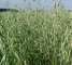 Семена овса Парламентский -1репр -биг-бег-800кг - изображение1